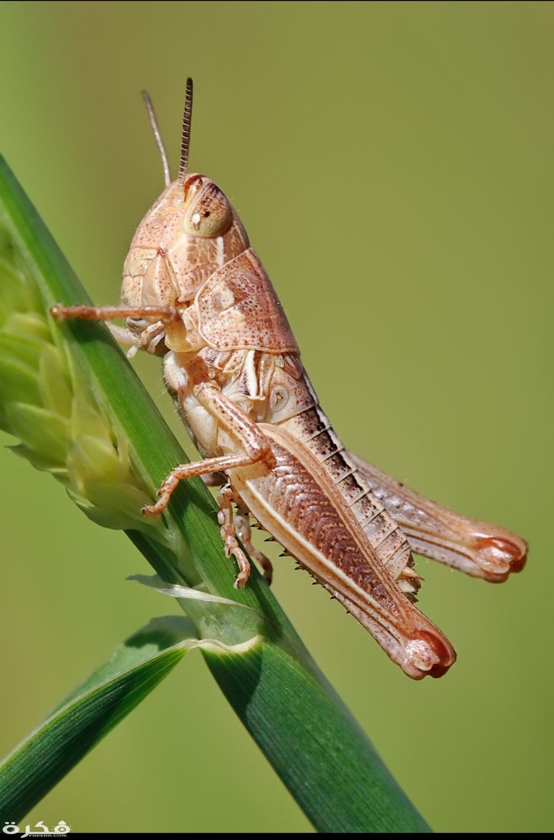 inbound25411490155697449