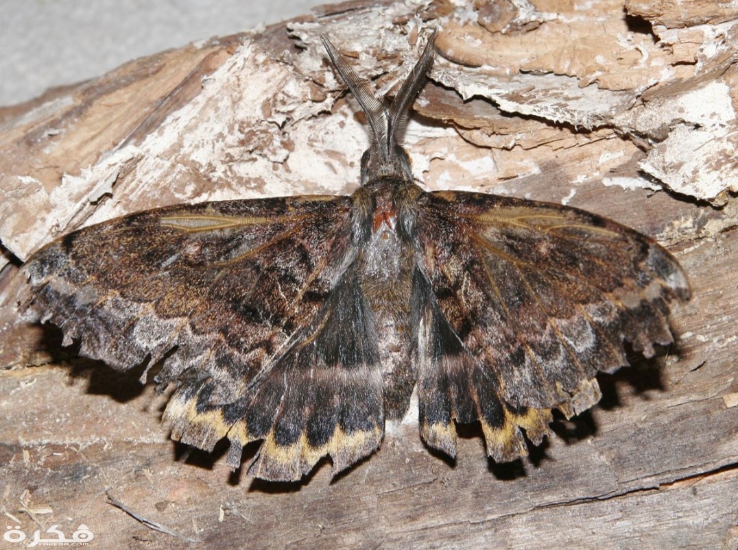 inbound2617030624564069240