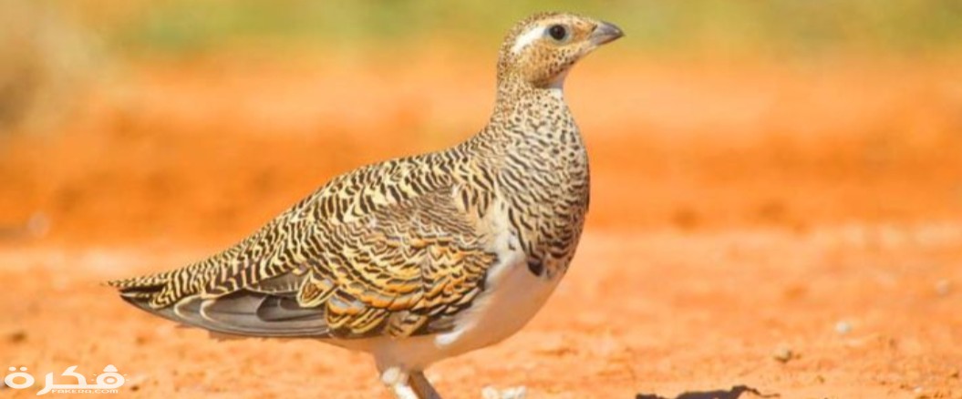 inbound2881418477054004247