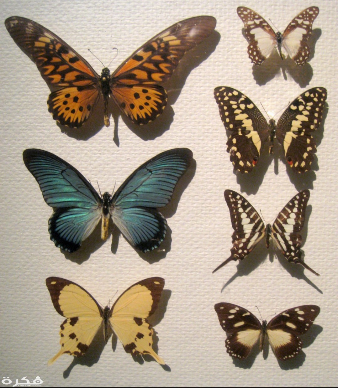 معلومات عن الفراشة خطافية الذيل 3 inbound3833861252742530487