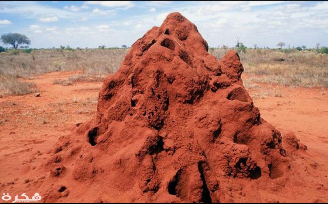 inbound4586343030983627240