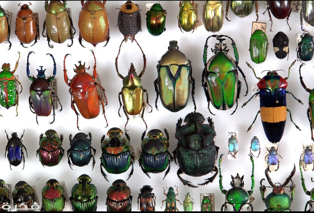 معلومات عن الخنافس 2 inbound5512612915888846783