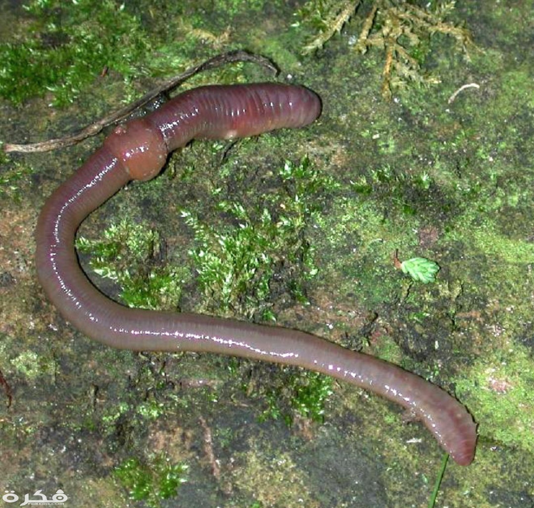 inbound5576678687699963666