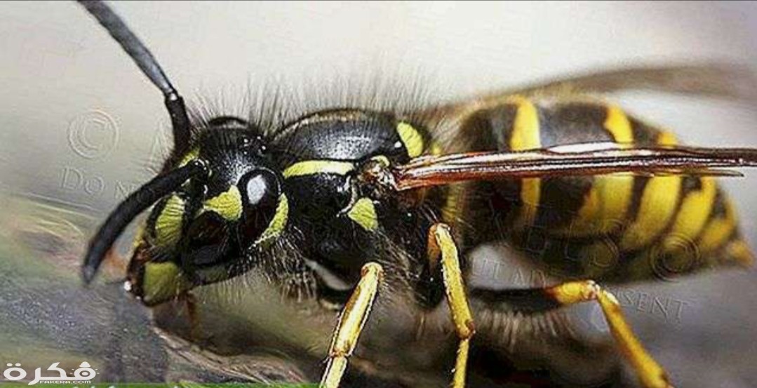 inbound57146430138156709