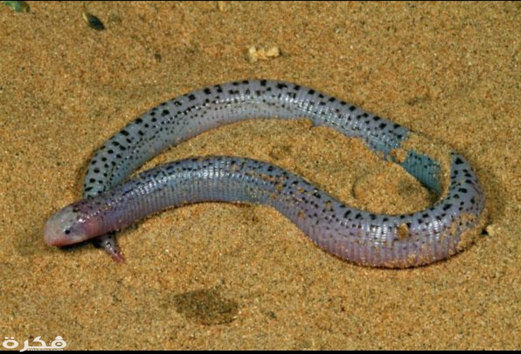 inbound648621002450877606