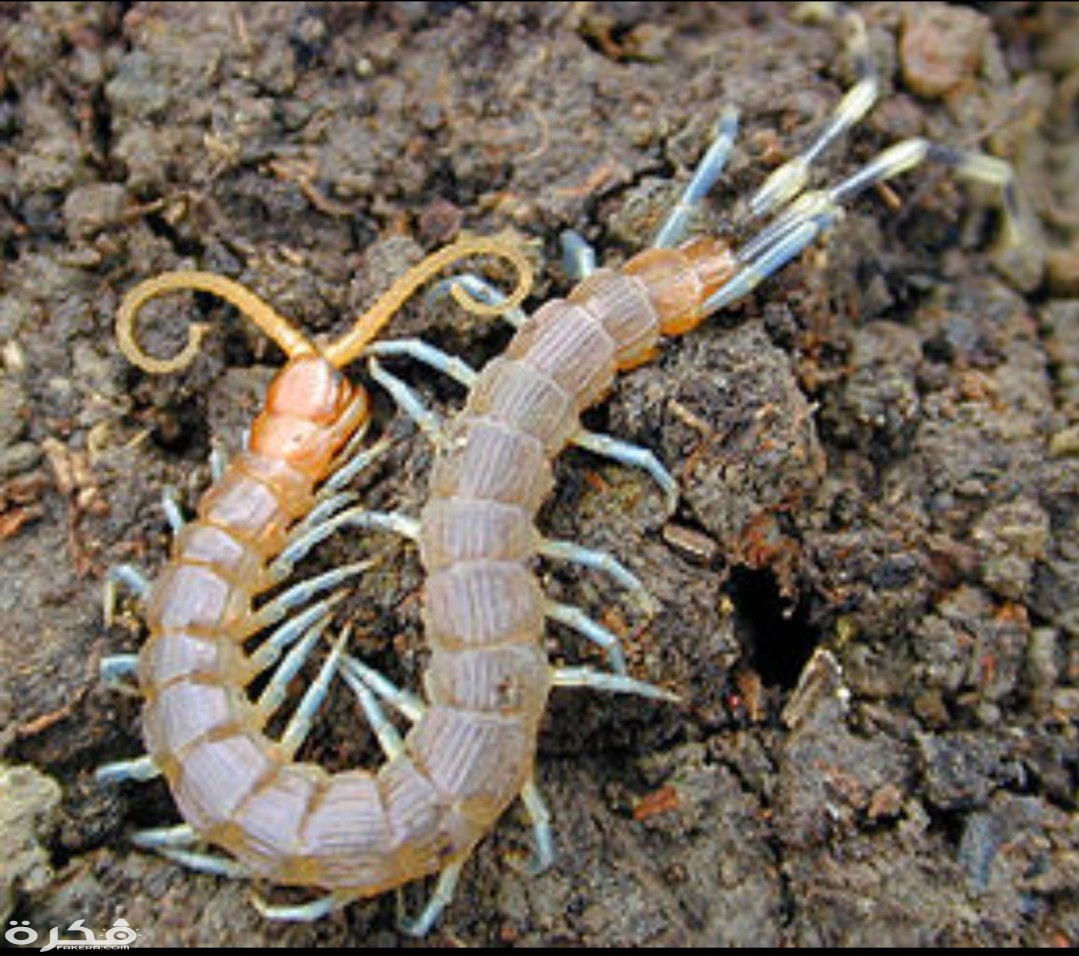 inbound6526190982132188341