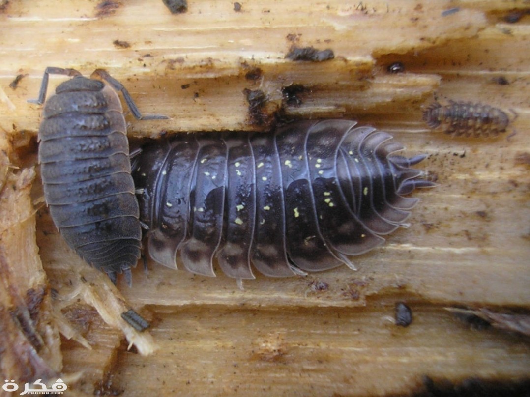 inbound6544330105265905848