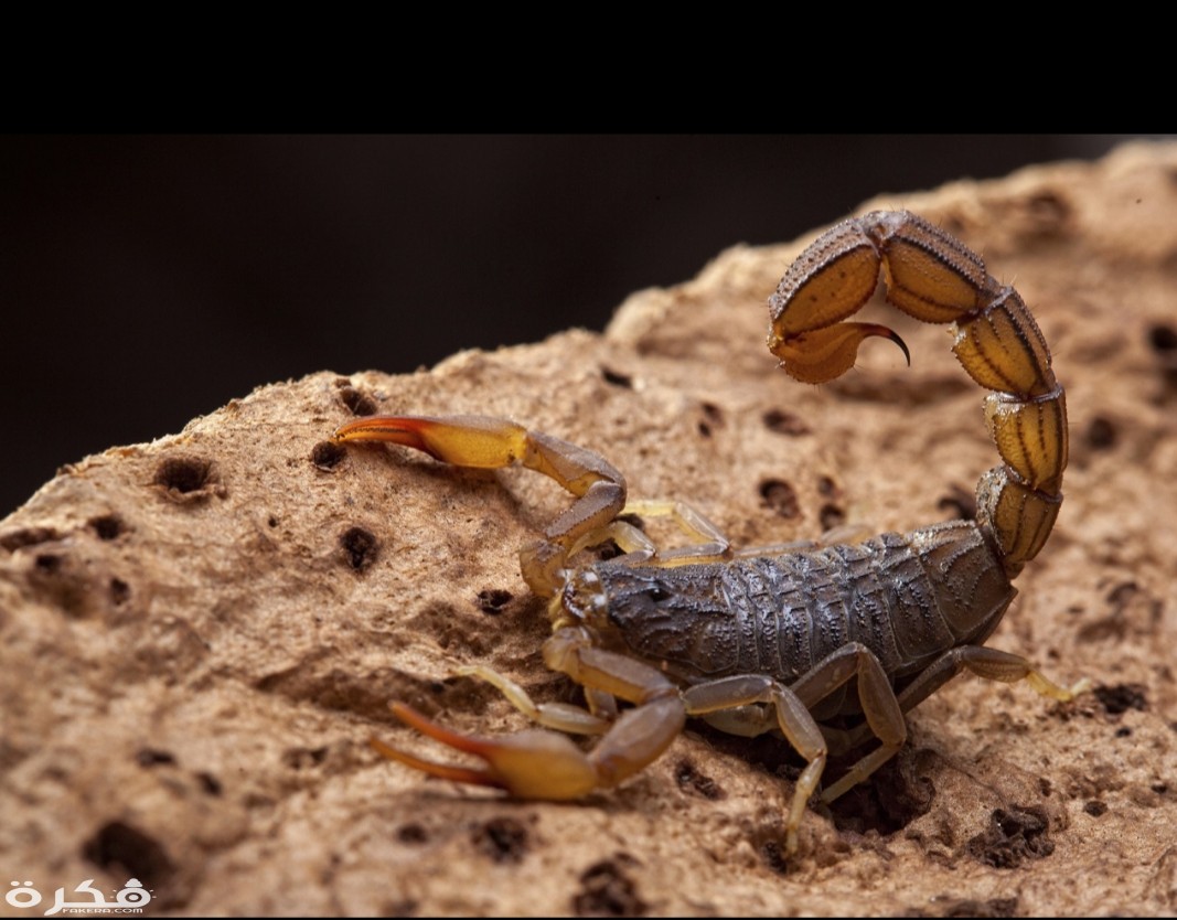 inbound6777556210443791376