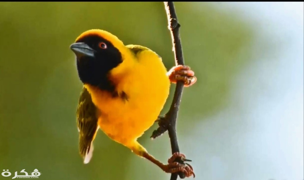 معلومات عن طائر النساج 3 inbound6905770110658335376