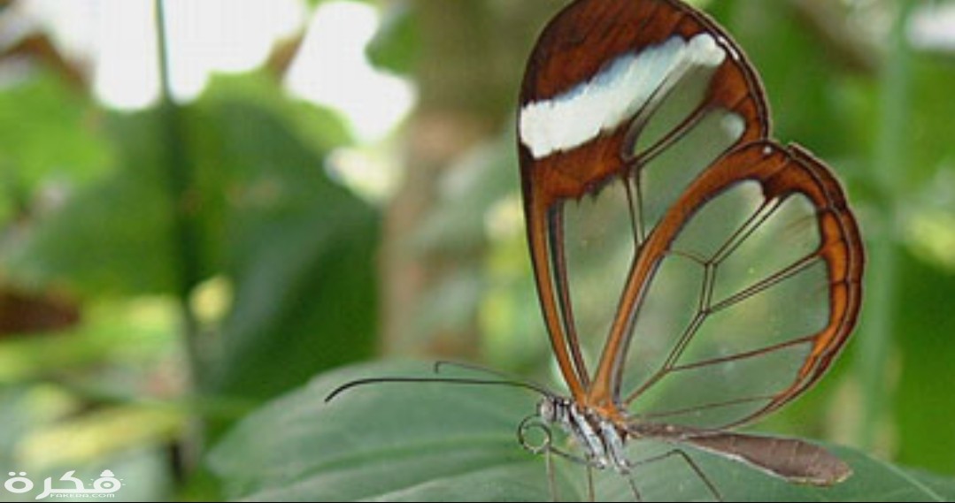 inbound7045272306777029241