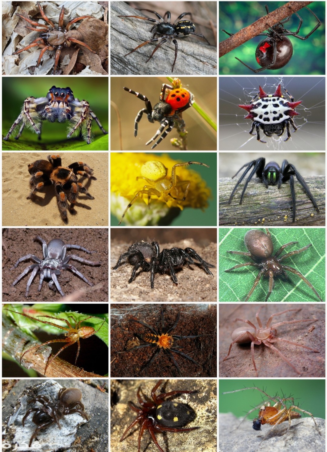 inbound7104082173277260134