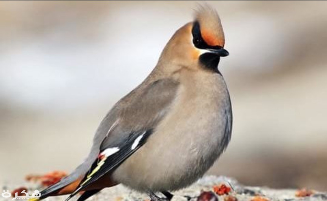 inbound7232944493523424405