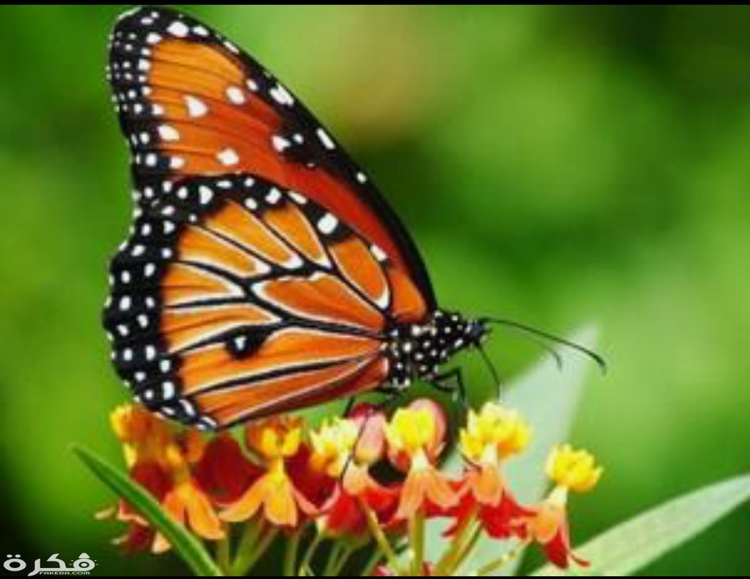 inbound7624527634910894153