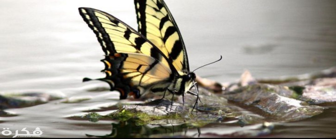 معلومات عن فراشة الماء 4 inbound7666180067570559074