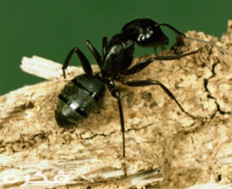 inbound8029993398338589942