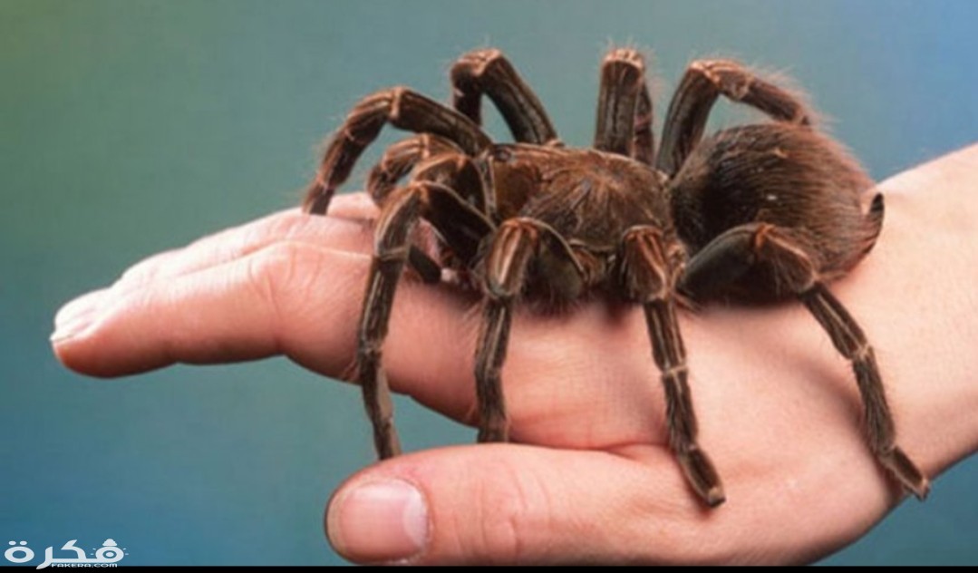 inbound8143735498722459859