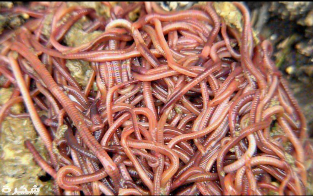 معلومات عن الديدان وانواعها 4 inbound8488430658152715087