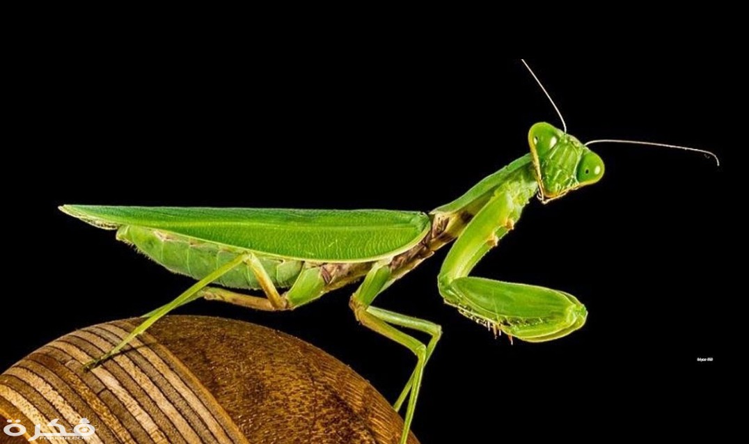 inbound8789558607349818459