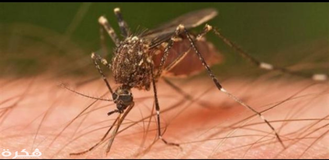 inbound8887699073736289492