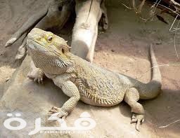 معلومات عن الحرشفيات 4 index 21