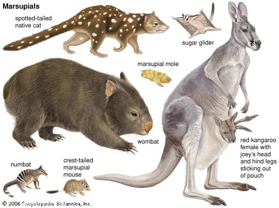 marsupials 1