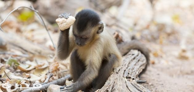 أنواع القرود ومواصفاتها