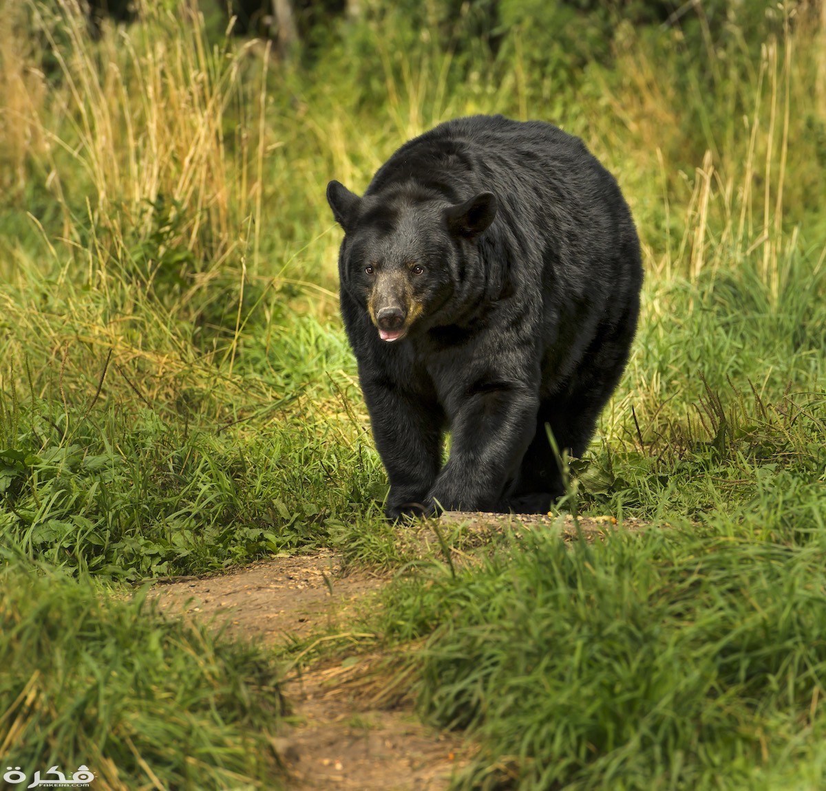 الدب الأسود لأمريكا الشمالية