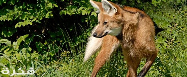 الذئب ذو العرف 728x300 1