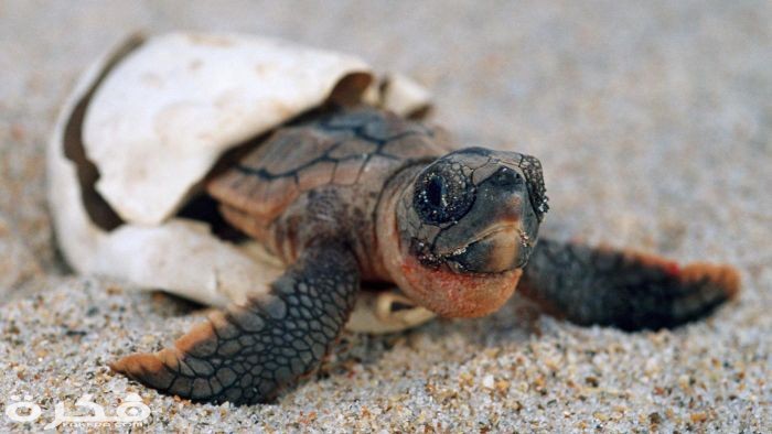 معلومات عن أنواع السلاحف 5 السلاحف