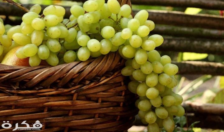العنب الأخضر 720x426 1