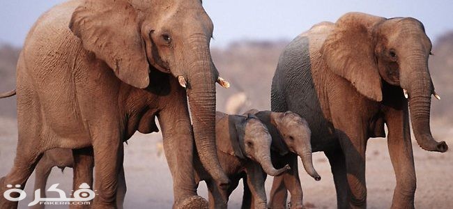 الفيل الأفريقي 650x300 1