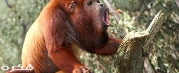 معلومات عن القرد العواء 2 القرد العواء 728x300 1