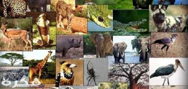 بحث عن خصائص الحيوانات