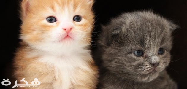 تربية صغار القطط 1 تربية القطط الصغيرة