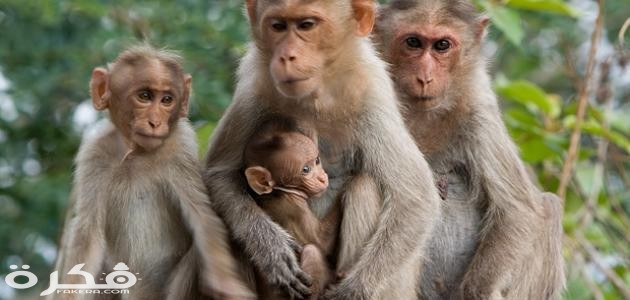 حياة القرود