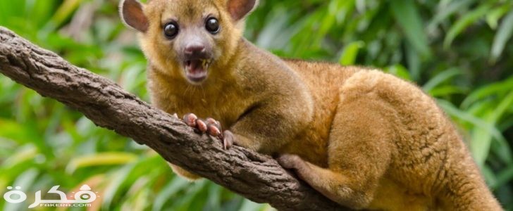 حيوان الكنكاجو 728x300 1