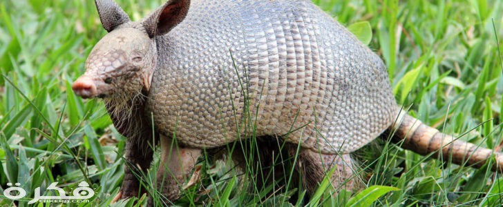 حيوان المدرع 1 728x300 1