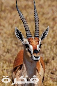 ذكر الريم 200x300 1