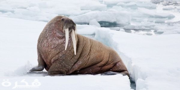 فيل البحر 600x300 1