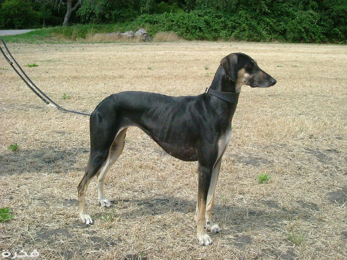 معلومات عن كلب الصيد السلوقي 2 1200px Sloughi