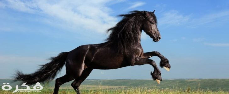 Galloping Horse 1 728x300 1