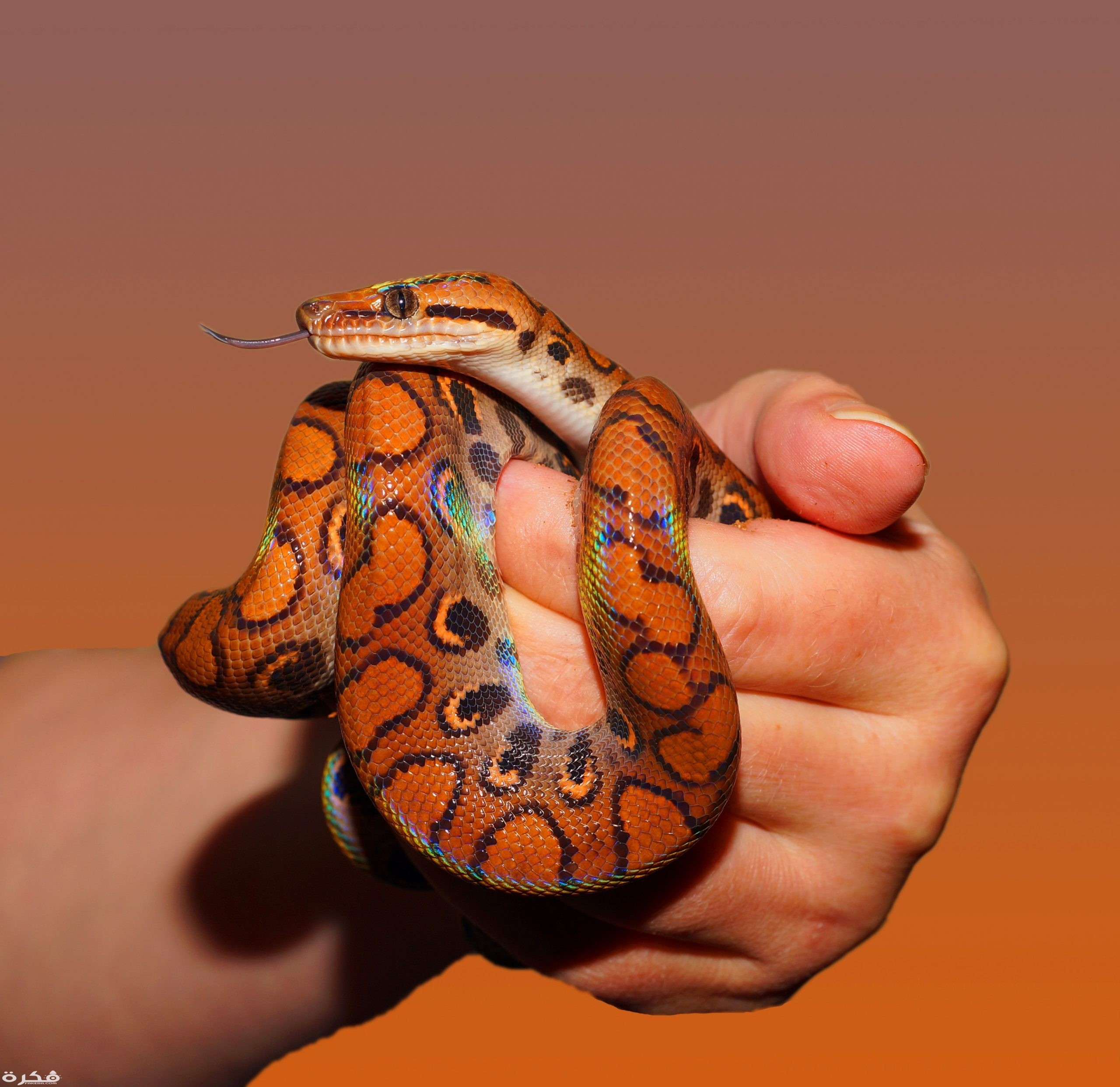 person holding red and black snake 34426 1 scaled