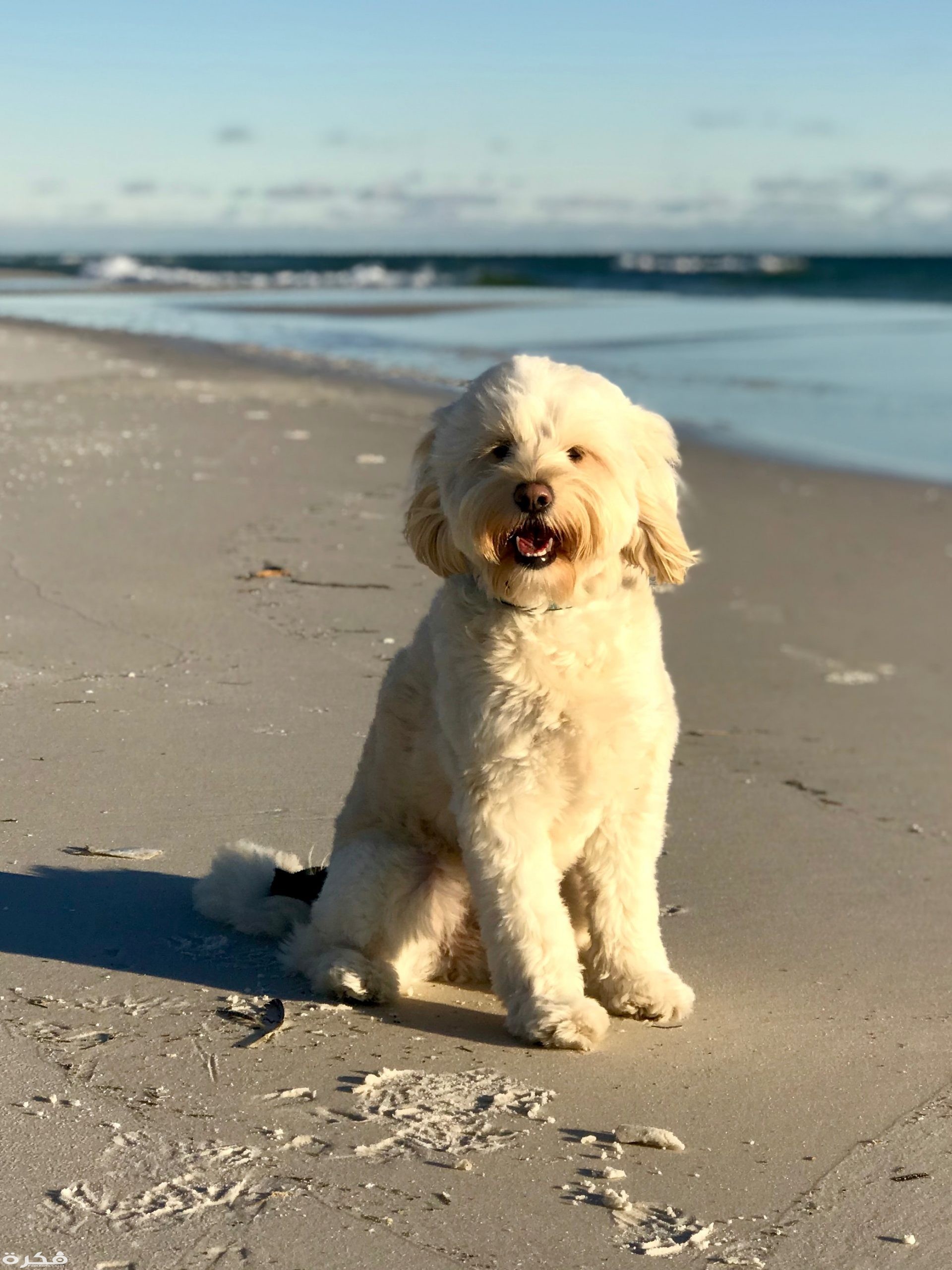 photo of white dog on beach 3788374 scaled
