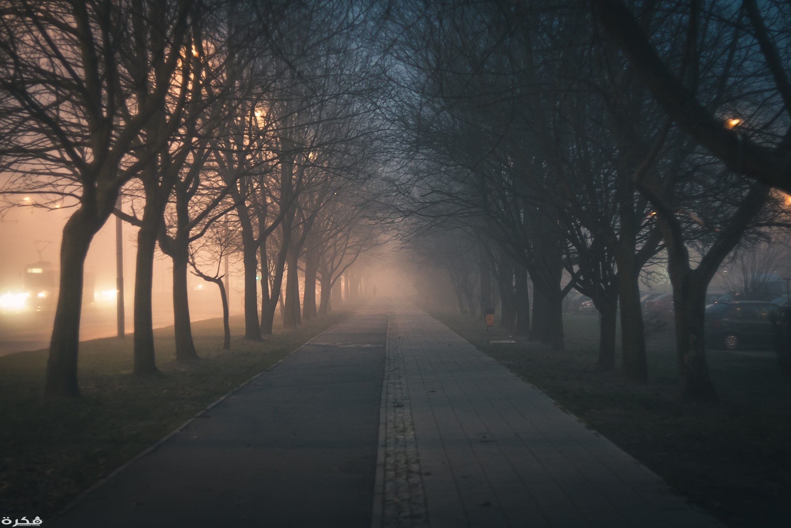 road amidst bare trees 327308 scaled