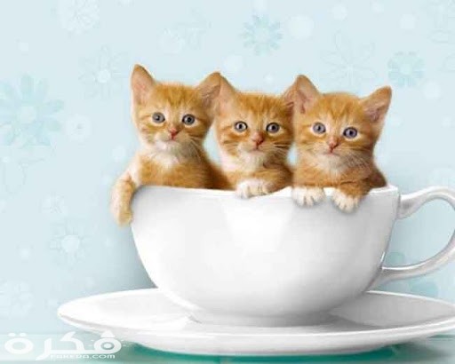 أسماء انواع القطط 5 unnamed