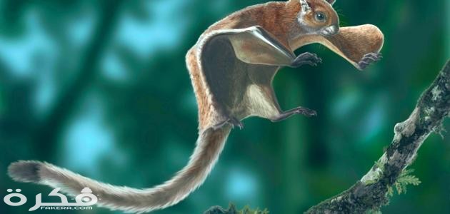 معلومات عن السنجاب الطائر