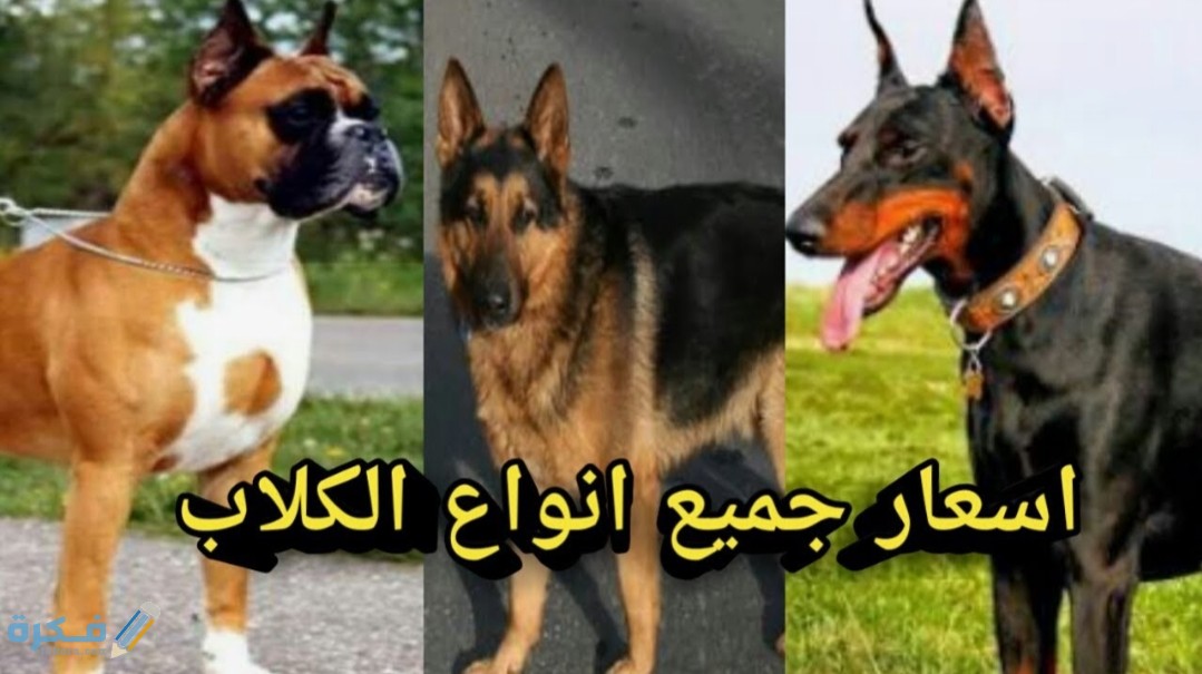 قائمة جميع اسعار الكلاب في مصر 2026 3 IMG ٢٠٢٠٠٤١٦ ١١٢٢٣٦