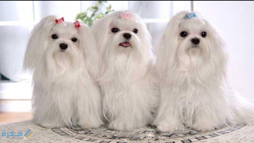 IMG ٢٠٢٠٠٤١٦ ١١٥٣٤٨