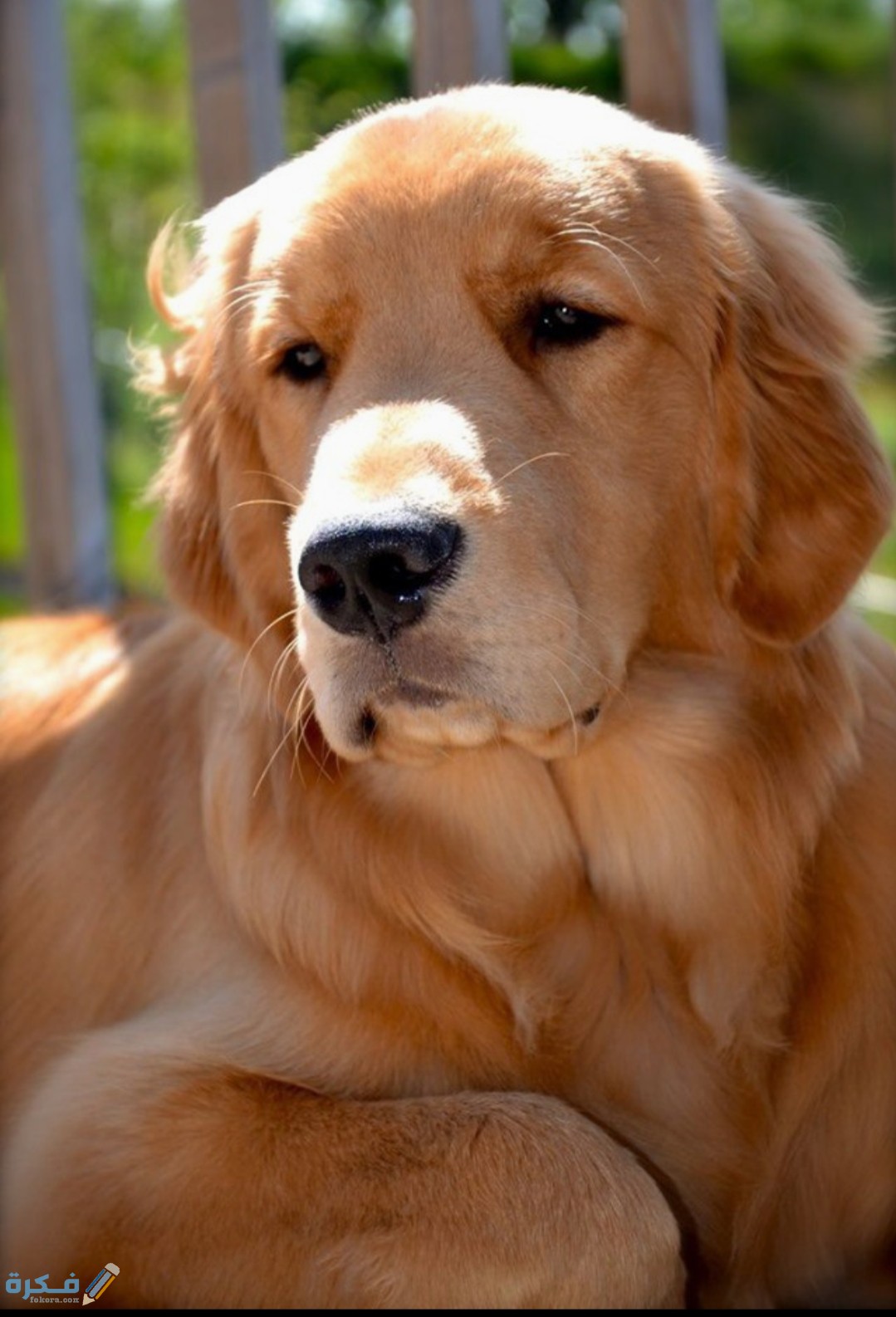 IMG ٢٠٢٠٠٤١٦ ١٤٢٢٣٠ 1