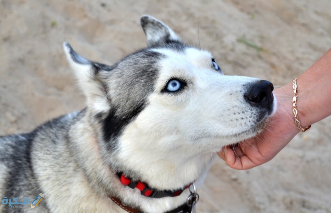 IMG ٢٠٢٠٠٤١٦ ١٥٠١٠٩